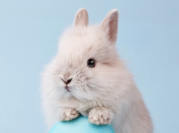 Mini Pet