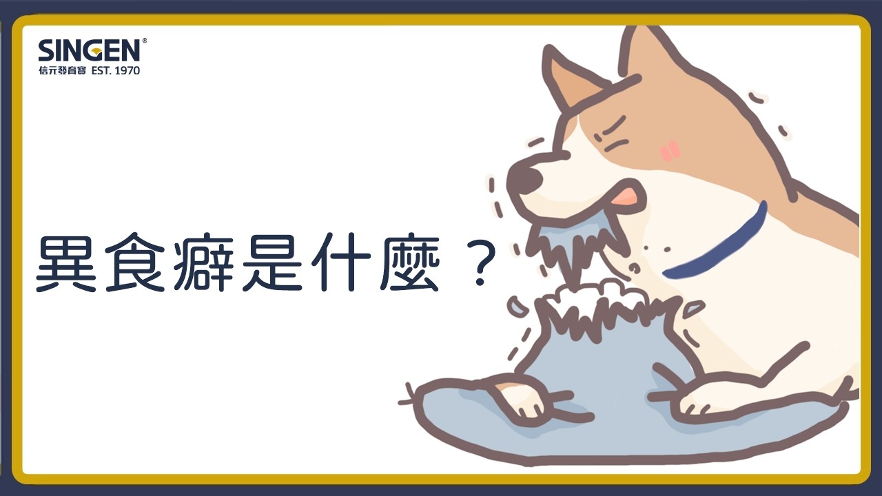 Is Your Dog Eating Strange Things? It Could Be Pica!