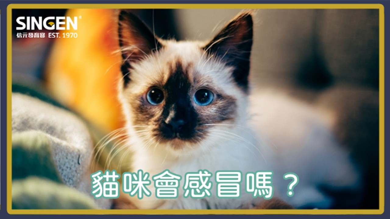Why does my kitten have a runny nose and teary eyes?