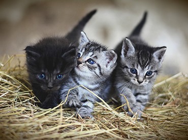 5 Ways to Feed Pet Milk Powder—Do You Know Them All?